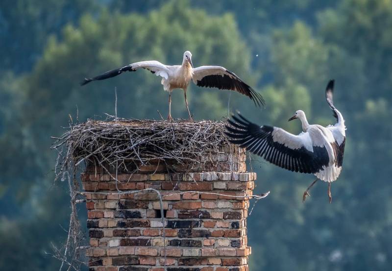 Professional Chimney Animal Removal Services in Desoto, Texas