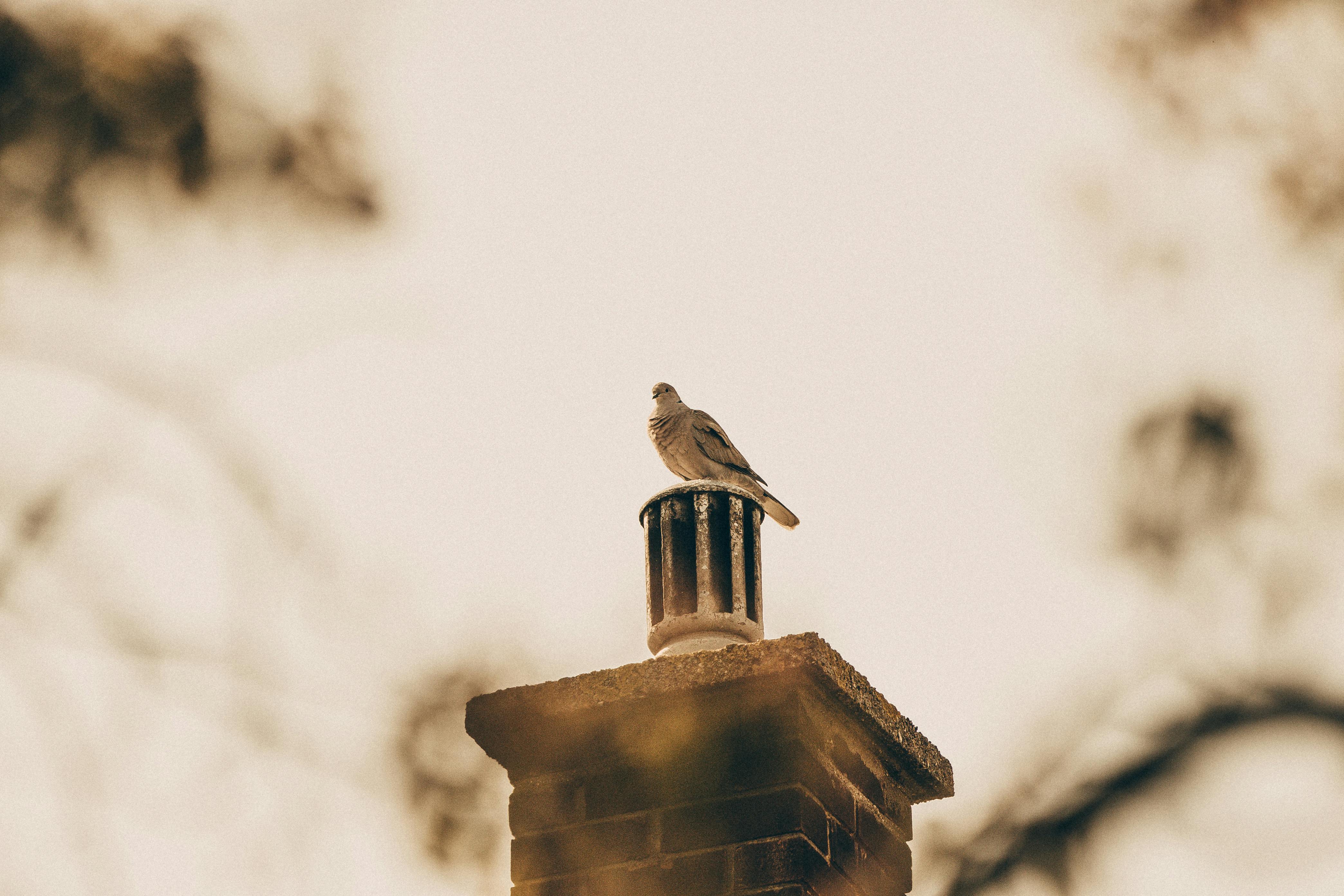 Expert Chimney Cap Installation in Desoto, Texas